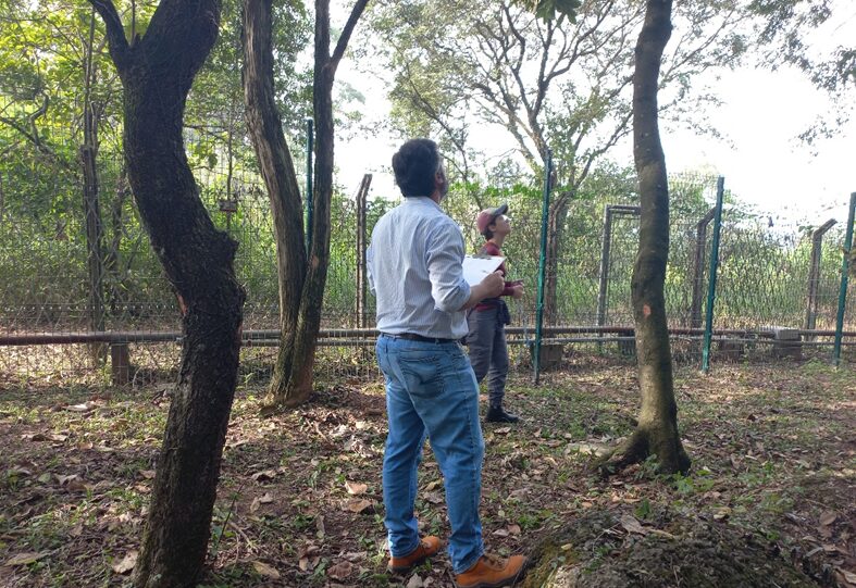 cálculo do plantio compensatório conforme legislação ambiental
